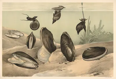 Mussel by Alfred Fiedler, 1910 — digital art print download