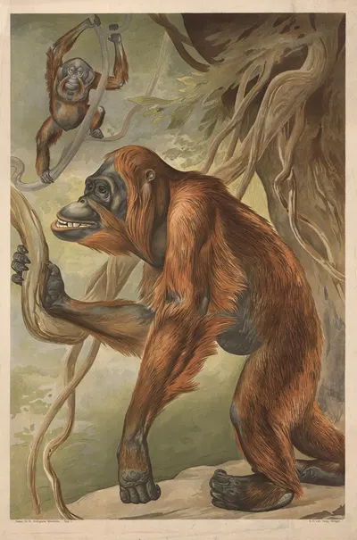 Orangutan by Alfred Fiedler, 1910 — digital art print download