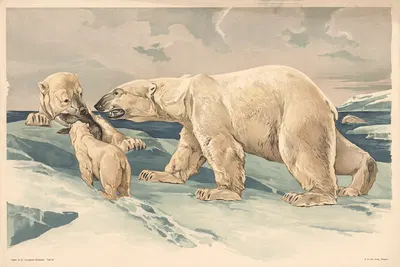 Polar bear by Alfred Fiedler, 1910 — digital art print download