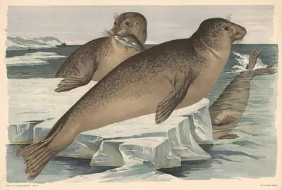 Seal by Alfred Fiedler, 1910 — digital art print download