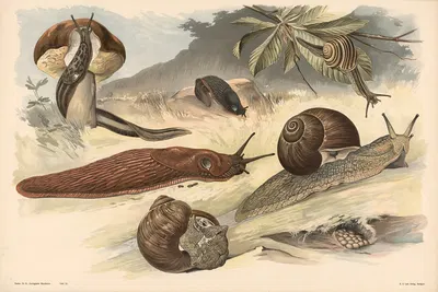 Snails by Alfred Fiedler, 1910 — digital art print download