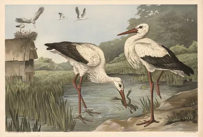 Stork by Alfred Fiedler, 1910 — digital art print download