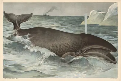 Whale by Alfred Fiedler, 1910 — digital art print download