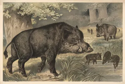 Wild boar by Alfred Fiedler, 1910 — digital art print download