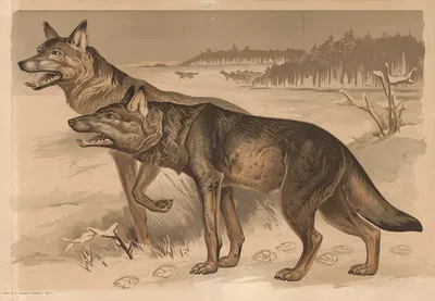 Wolf by Alfred Fiedler, 1910 — digital art print download
