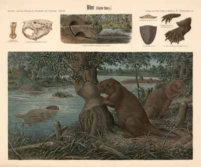 Beaver by Albert Kull — digital art print download
