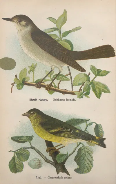 Erithacus luscinia, Chrysomitris Spinus by Bohdan Dyakowski, 1905 — digital art print download
