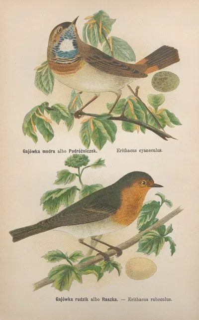 Erithacus cyaneculus, Erithacus rubeculus by Bohdan Dyakowski, 1905 — digital art print download