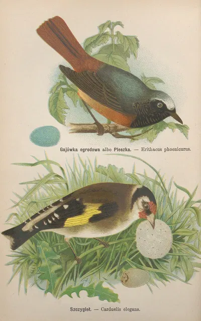 Erithacus phoenicurus, Carduelis elegans by Bohdan Dyakowski, 1905 — digital art print download