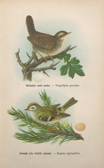Troglodytes parvulus, Regulus ignicapillus by Bohdan Dyakowski, 1905 — digital art print download