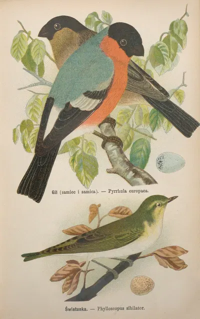 Pyrrhula europaea, Phylloscopus sibilator by Bohdan Dyakowski, 1905 — digital art print download