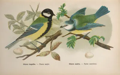 Parus major, Parus coeruleus by Bohdan Dyakowski, 1905 — digital art print download