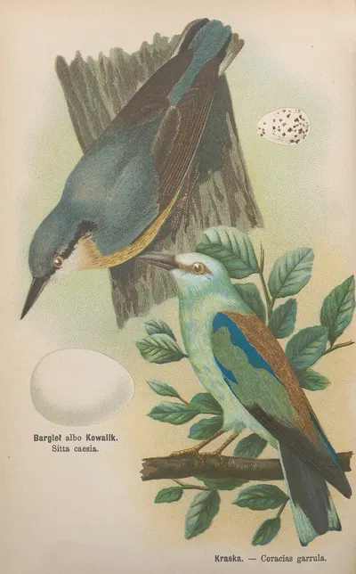 Sitta caesia, Coracias garrula by Bohdan Dyakowski, 1905 — digital art print download