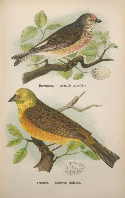 Acanthis cannabina, Emberiza citrinella by Bohdan Dyakowski, 1905 — digital art print download