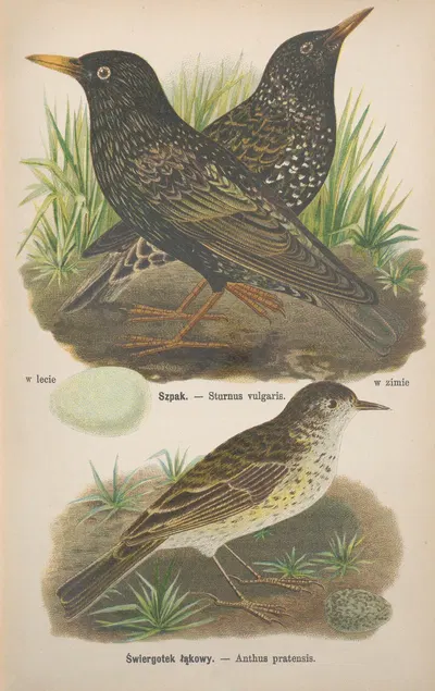 Sturnus vulgaris, Anthus pratensis by Bohdan Dyakowski, 1905 — digital art print download
