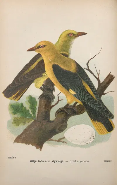 Oriolus galbula by Bohdan Dyakowski, 1905 — digital art print download