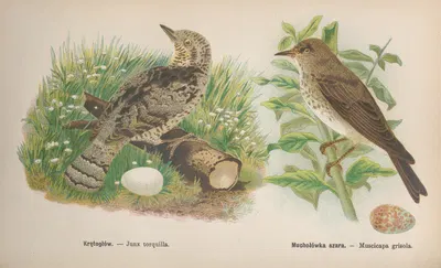 Junx torquilla, Muscicapa grisola by Bohdan Dyakowski, 1905 — digital art print download