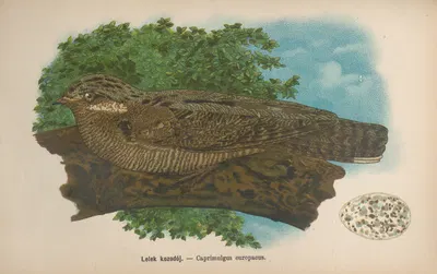 Caprimulgus europaeus by Bohdan Dyakowski, 1905 — digital art print download