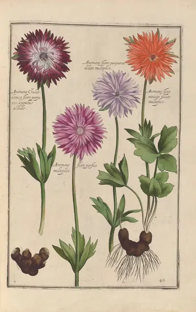 Theatrum florae Pl.51 by Daniel Rabel, 1622 — digital art print download