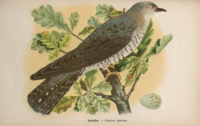 Cuculus canorus by Bohdan Dyakowski, 1905 — digital art print download