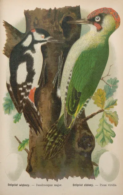 Dendrocopus major, Picus viridis by Bohdan Dyakowski, 1905 — digital art print download