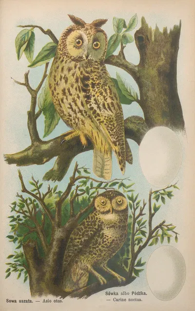 Asio otus, Carine noctua by Bohdan Dyakowski, 1905 — digital art print download