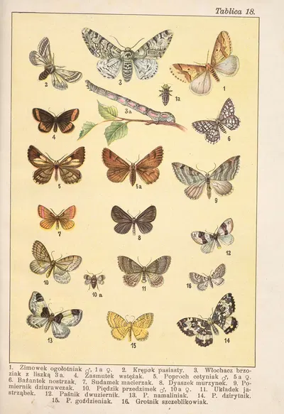 Atlas motyli krajowych Pl.18 by Bohdan Dyakowski, 1903 — digital art print download