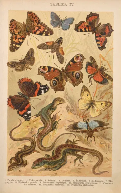 Z naszej przyrody Pl.04 by Bohdan Dyakowski, 1926 — digital art print download