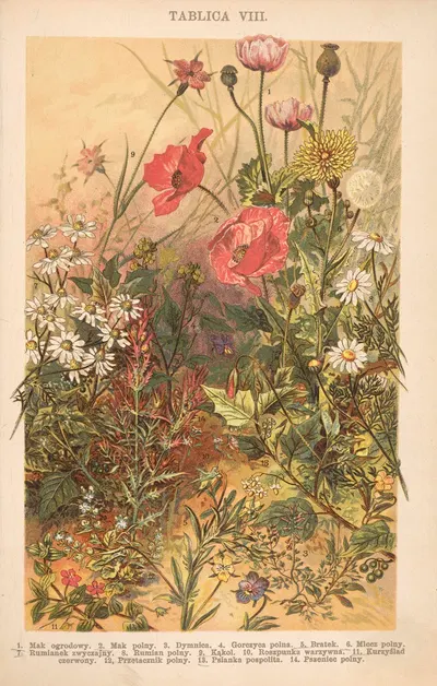 Z naszej przyrody Pl.08 by Bohdan Dyakowski, 1926 — digital art print download