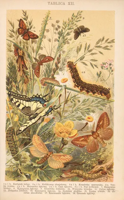 Z naszej przyrody Pl.12 by Bohdan Dyakowski, 1926 — digital art print download