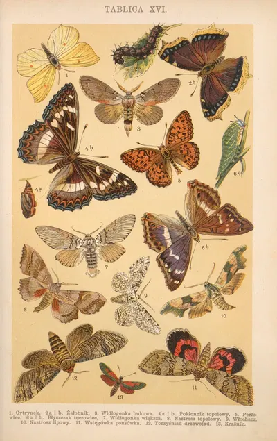 Z naszej przyrody Pl.16 by Bohdan Dyakowski, 1926 — digital art print download
