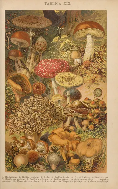 Z naszej przyrody Pl.19 by Bohdan Dyakowski, 1926 — digital art print download