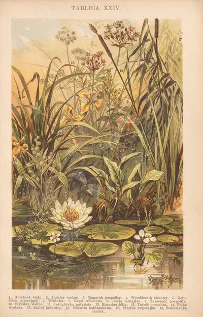 Z naszej przyrody Pl.24 by Bohdan Dyakowski, 1926 — digital art print download