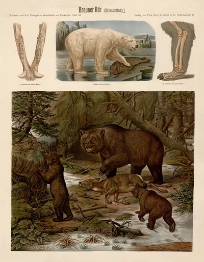Brown bear by Albert Kull — digital art print download