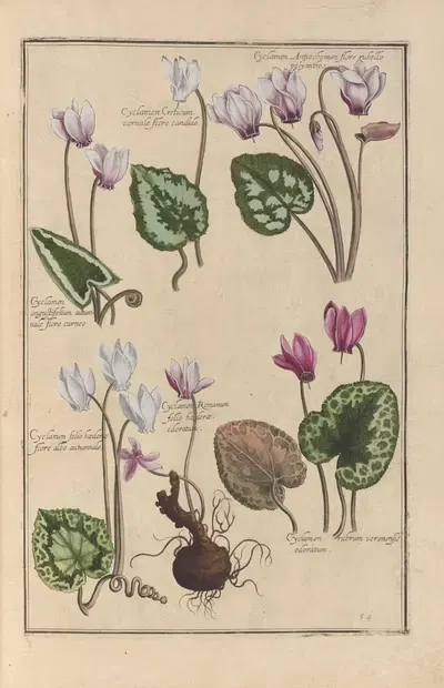 Theatrum florae Pl.56 by Daniel Rabel, 1622 — digital art print download