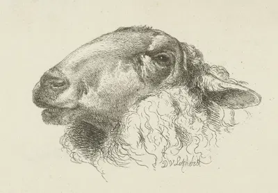 Kop van een schaap, naar links by Dirk Van Lokhorst — digital art print download