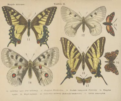 Motyle ; atlasik kieszonkowy Pl.02 by Dr. M. Arct, 1904 — digital art print download