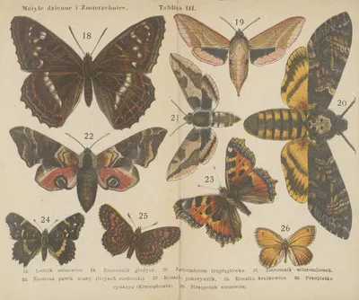 Motyle ; atlasik kieszonkowy Pl.03 by Dr. M. Arct, 1904 — digital art print download