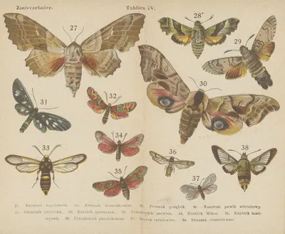 Motyle ; atlasik kieszonkowy Pl.04 by Dr. M. Arct, 1904 — digital art print download