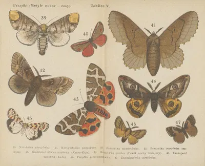 Motyle ; atlasik kieszonkowy Pl.05 by Dr. M. Arct, 1904 — digital art print download