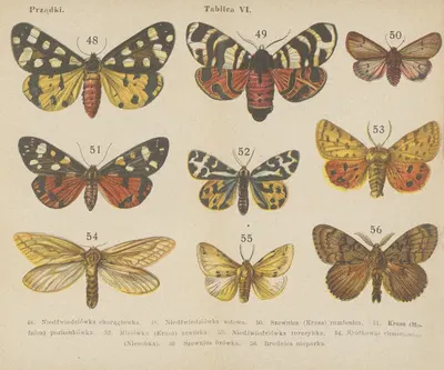 Motyle ; atlasik kieszonkowy Pl.06 by Dr. M. Arct, 1904 — digital art print download