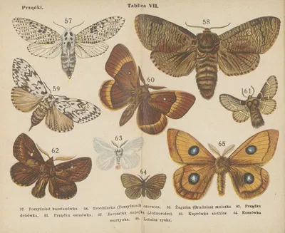 Motyle ; atlasik kieszonkowy Pl.07 by Dr. M. Arct, 1904 — digital art print download