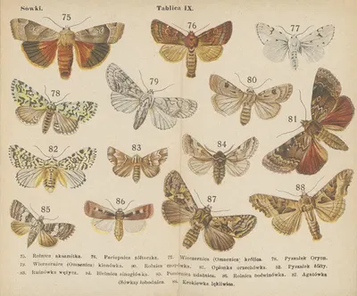 Motyle ; atlasik kieszonkowy Pl.09 by Dr. M. Arct, 1904 — digital art print download