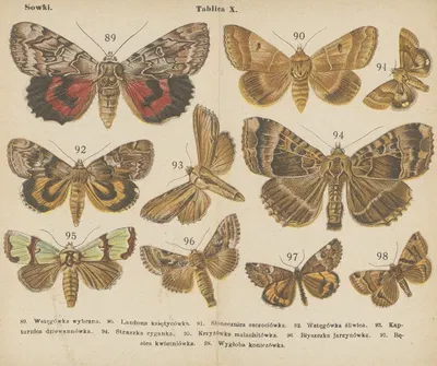 Motyle ; atlasik kieszonkowy Pl.10 by Dr. M. Arct, 1904 — digital art print download