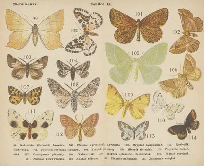 Motyle ; atlasik kieszonkowy Pl.11 by Dr. M. Arct, 1904 — digital art print download
