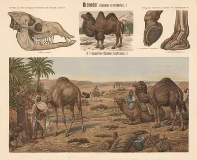 Dromedary by Albert Kull — digital art print download