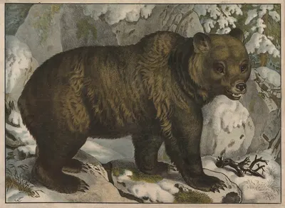 Bear by Emil Sachsse, 1884 — digital art print download