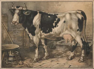 Cow by Emil Sachsse, 1910 — digital art print download