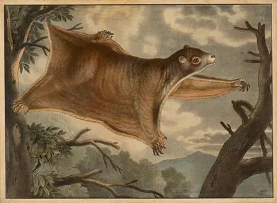 Flyvende hund by Emil Sachsse, 1888 — digital art print download