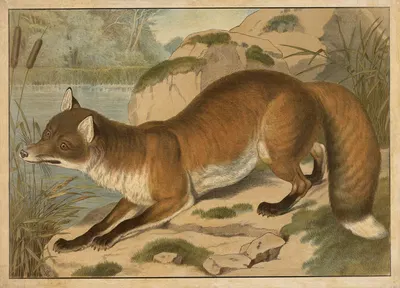 Fox by Emil Sachsse, 1910 — digital art print download